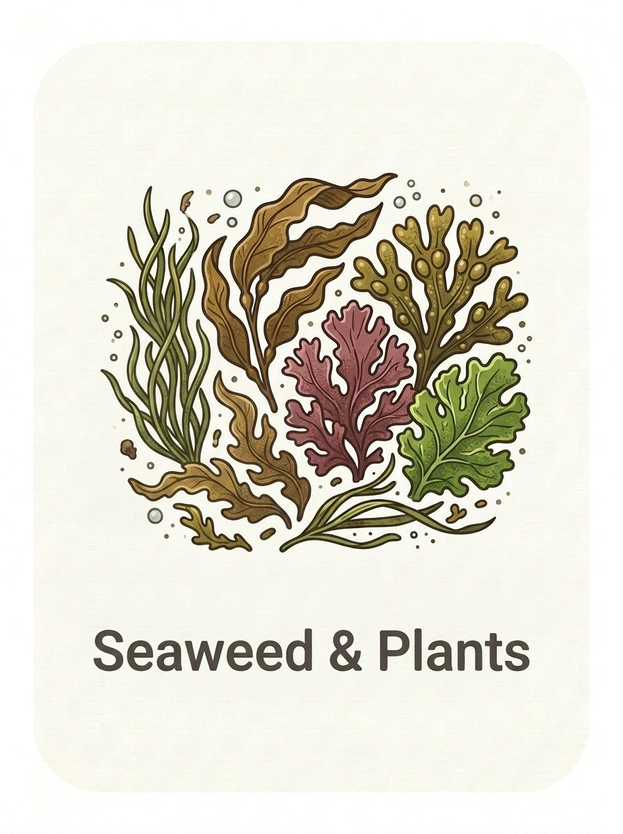 seaweed and sea plants