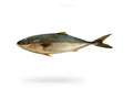 Amberjack (Saafi) - Seafood Spot