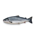 Atlantic Salmon - whole uncleaned - Seafood Spot