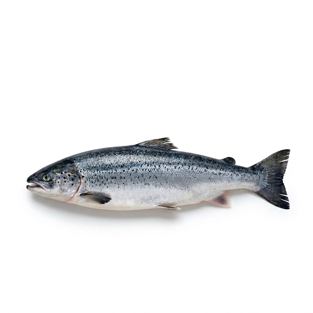 Atlantic Salmon - whole uncleaned - Seafood Spot