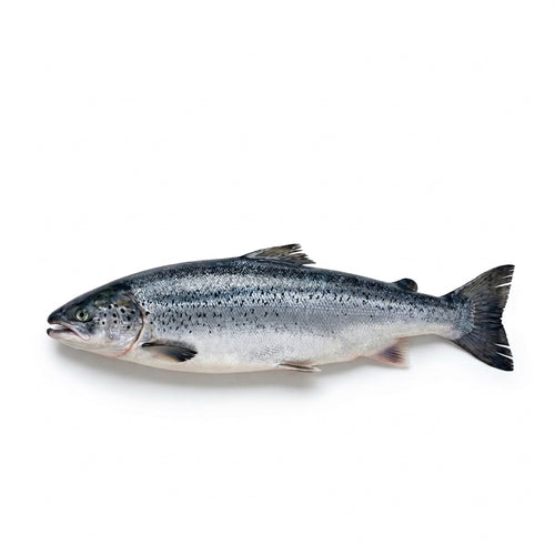 Atlantic Salmon - whole uncleaned - Seafood Spot