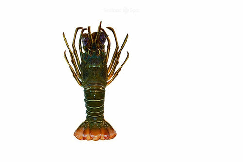 Bamboo Lobster - Seafood Spot