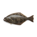 Belt Sole (Patti Sole) - whole uncleaned - Seafood Spot
