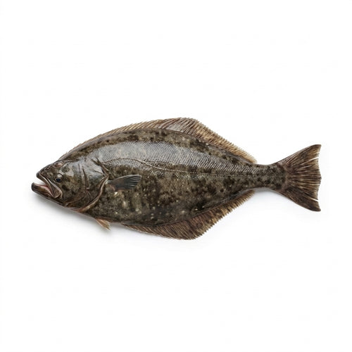 Belt Sole (Patti Sole) - whole uncleaned - Seafood Spot