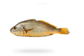 Bengal Corvina (Goli Mushka) - Seafood Spot