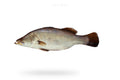 Bhetki (Daangri) - Seafood Spot