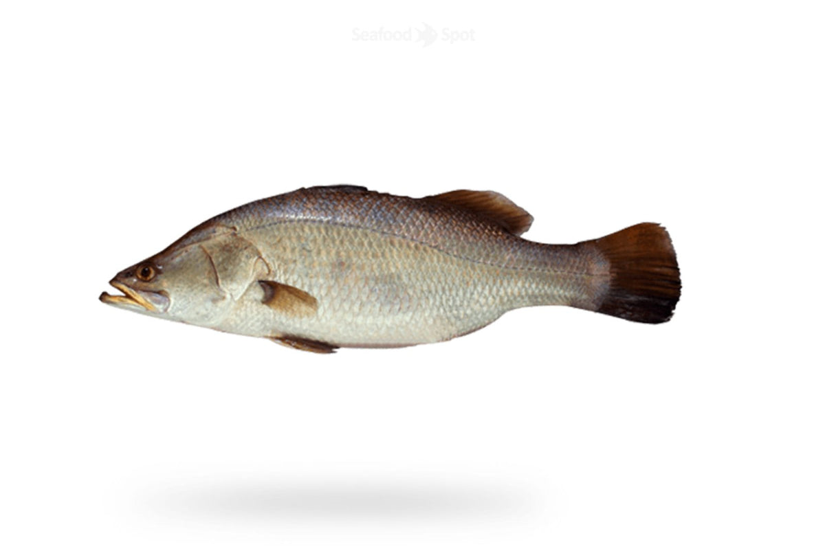Bhetki (Daangri) - Seafood Spot