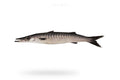 Black Barracuda (Kala Kund) - Seafood Spot