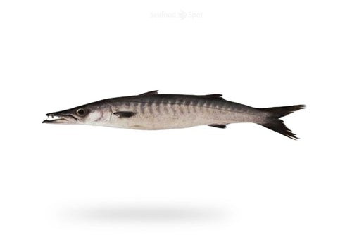 Black Barracuda (Kala Kund) - Seafood Spot