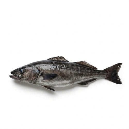Black Cod (Damba) - Seafood Spot