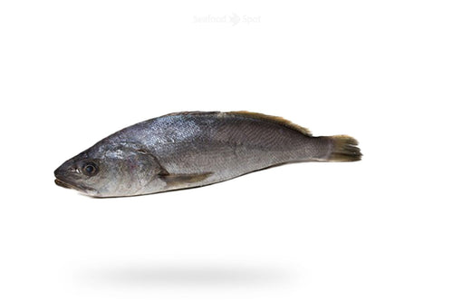 Black Croaker (Mushka) - Seafood Spot