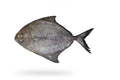 Black Pomfret (Kala Paplet) - Seafood Spot