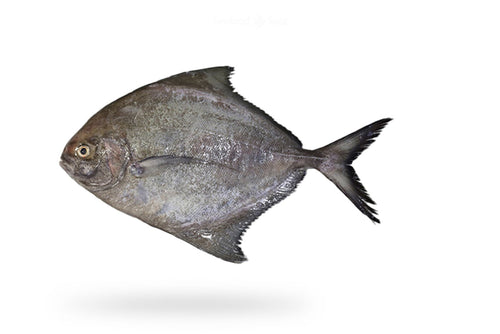 Black Pomfret (Kala Paplet) - Seafood Spot