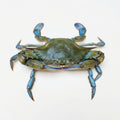 Blue Crab (Neela Kekra) - Seafood Spot