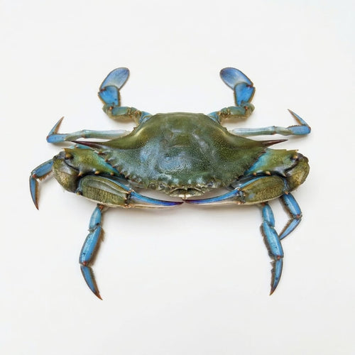 Blue Crab (Neela Kekra) - Seafood Spot