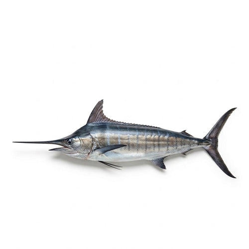 Blue Fin Marlin - Seafood Spot