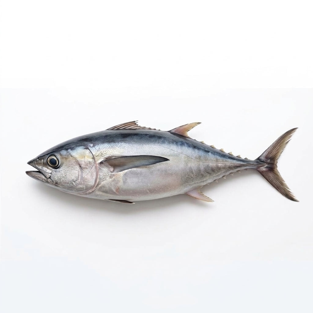 Blue Fin Tuna (Dhawan) - whole uncleaned - Seafood Spot