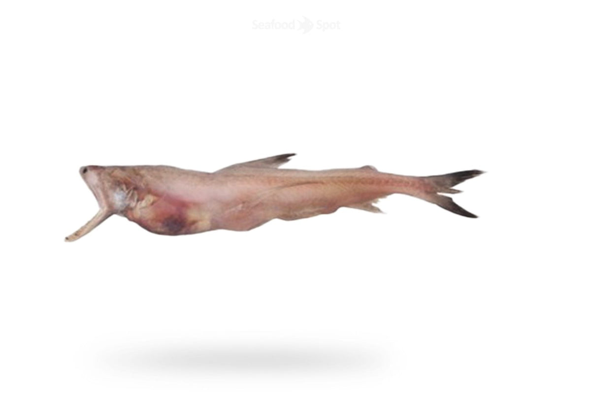 Bombay Duck (Bombil) - Seafood Spot