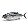Bonito (Dhawan) - whole uncleaned - Seafood Spot