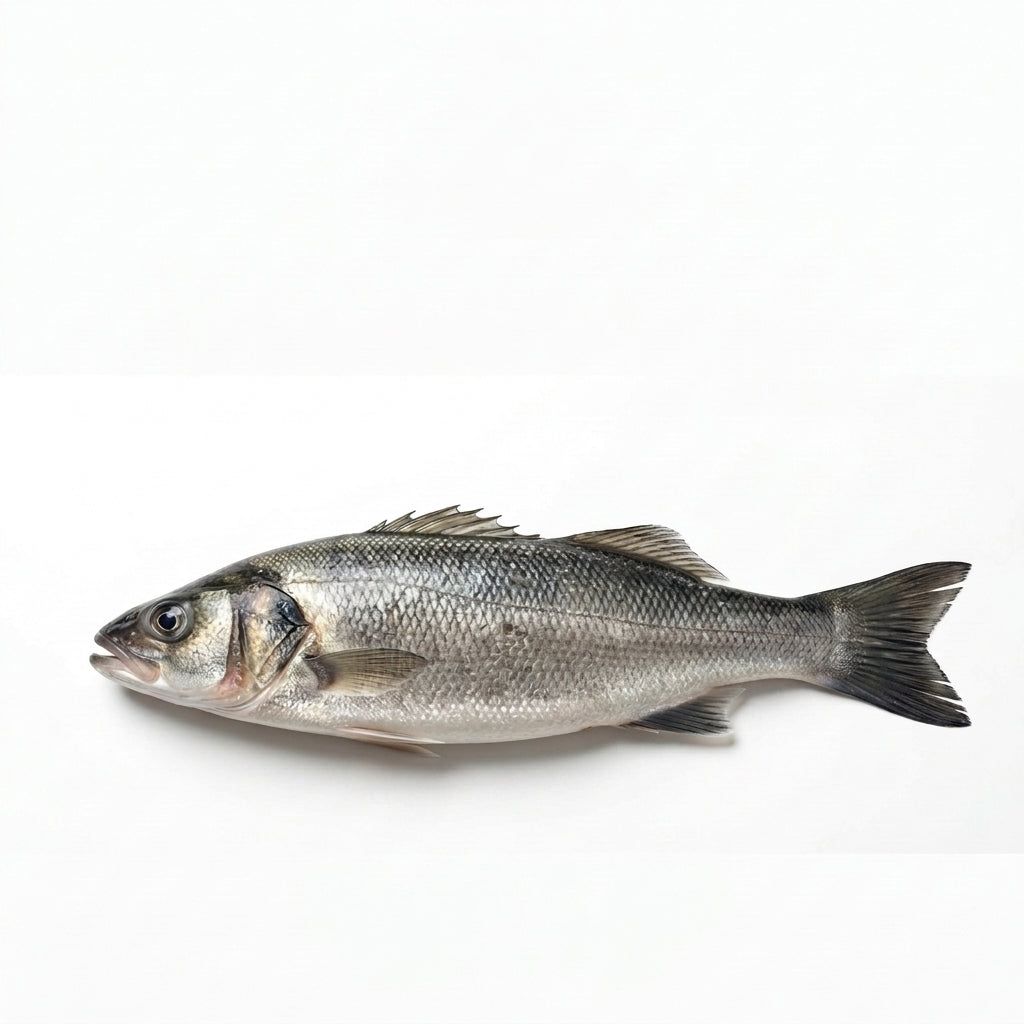 Branzino (Lavanki) - whole uncleaned - Seafood Spot