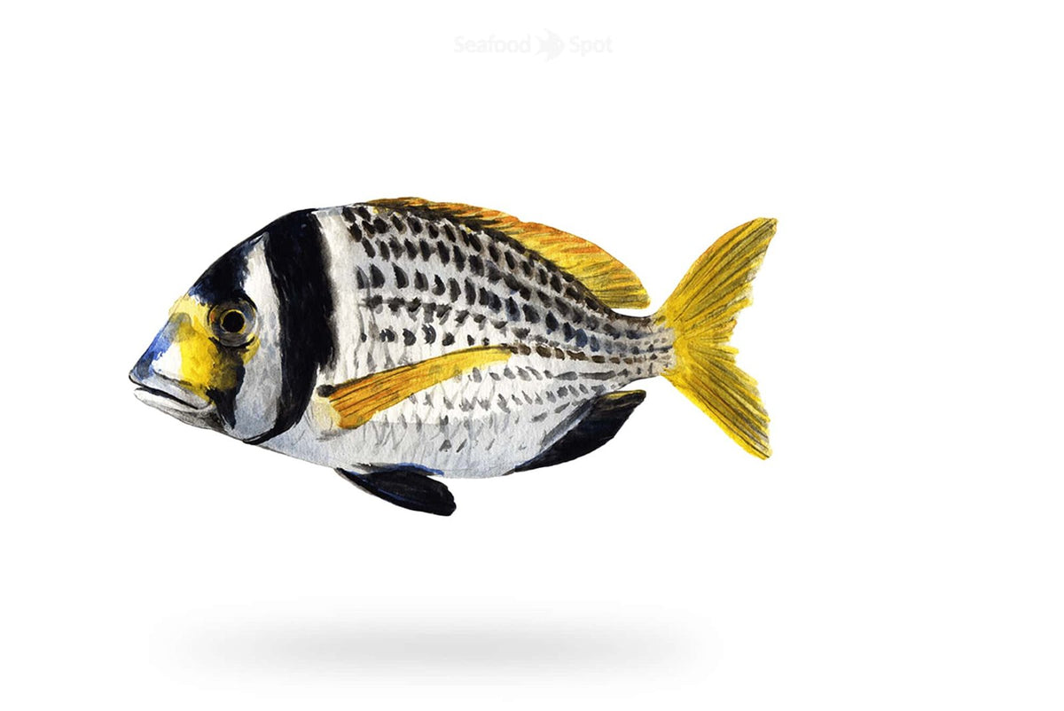 Bridled Bream (Captain) - Seafood Spot