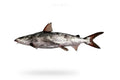 Cat Fish (Khagga) - Seafood Spot