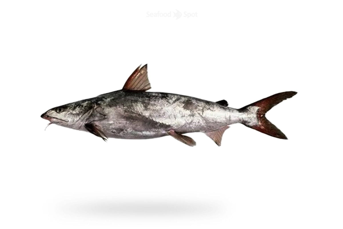 Cat Fish (Khagga) - Seafood Spot