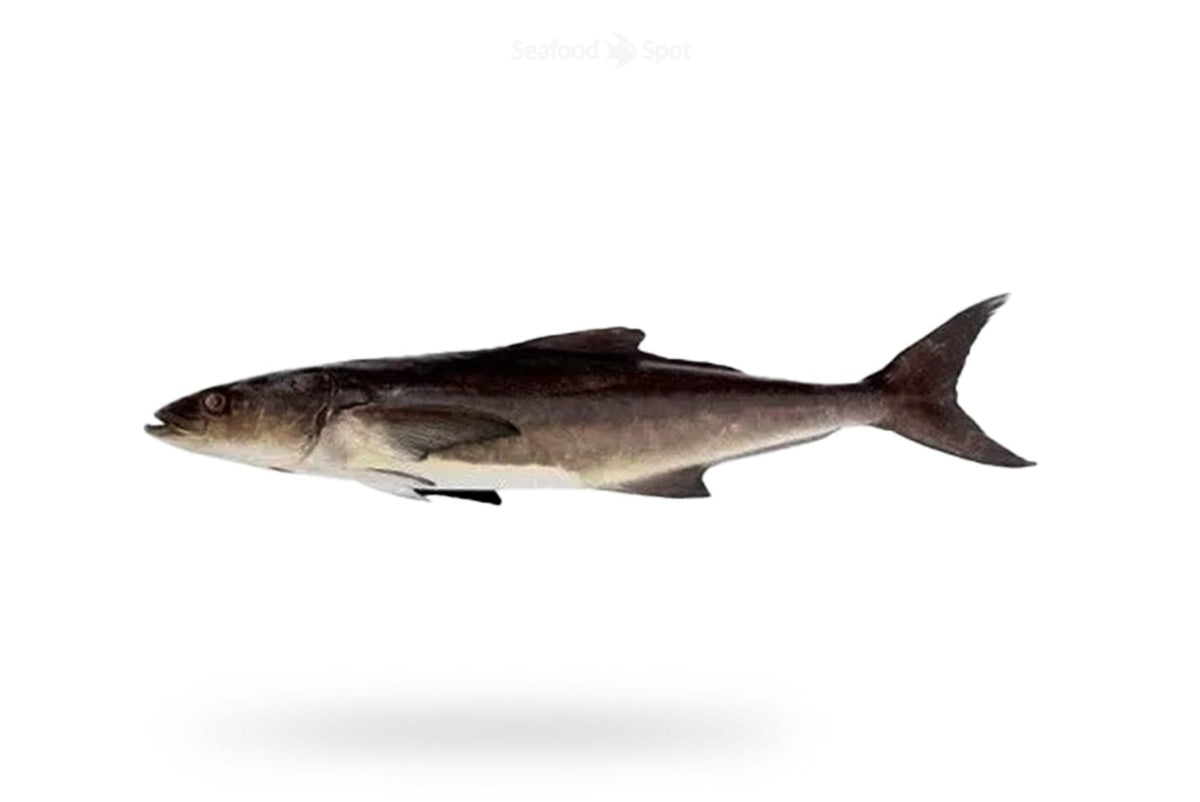 Cobia (Sangra) - Seafood Spot