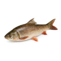 Common Carp (Gulfam Fish) - whole uncleaned - Seafood Spot