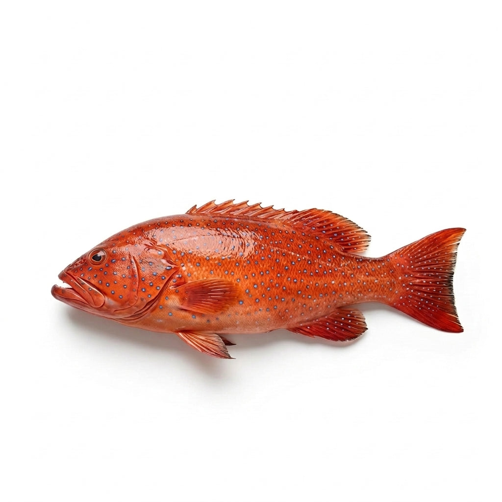 Coral Grouper (Ghissar/Hamour) - whole uncleaned - Seafood Spot