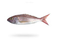 Crimson Jobfish (Khopra) - Seafood Spot