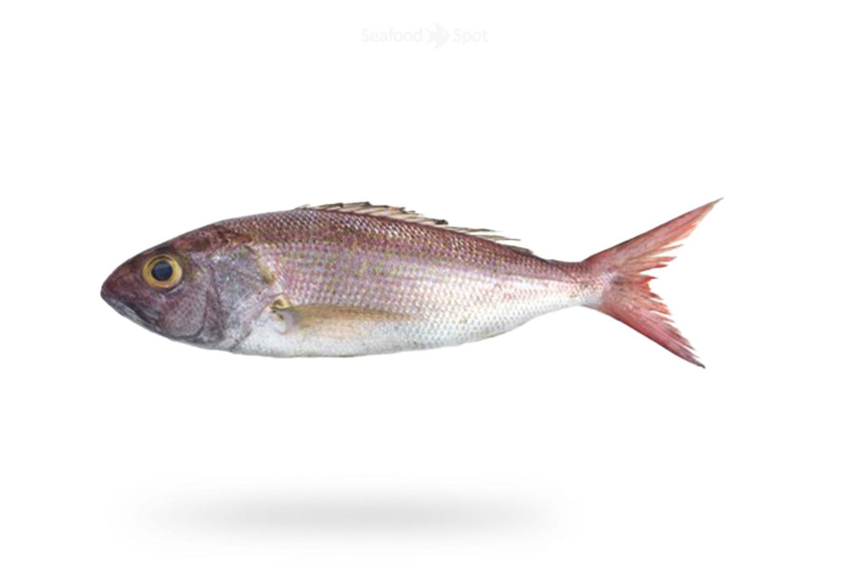Crimson Jobfish (Khopra) - Seafood Spot
