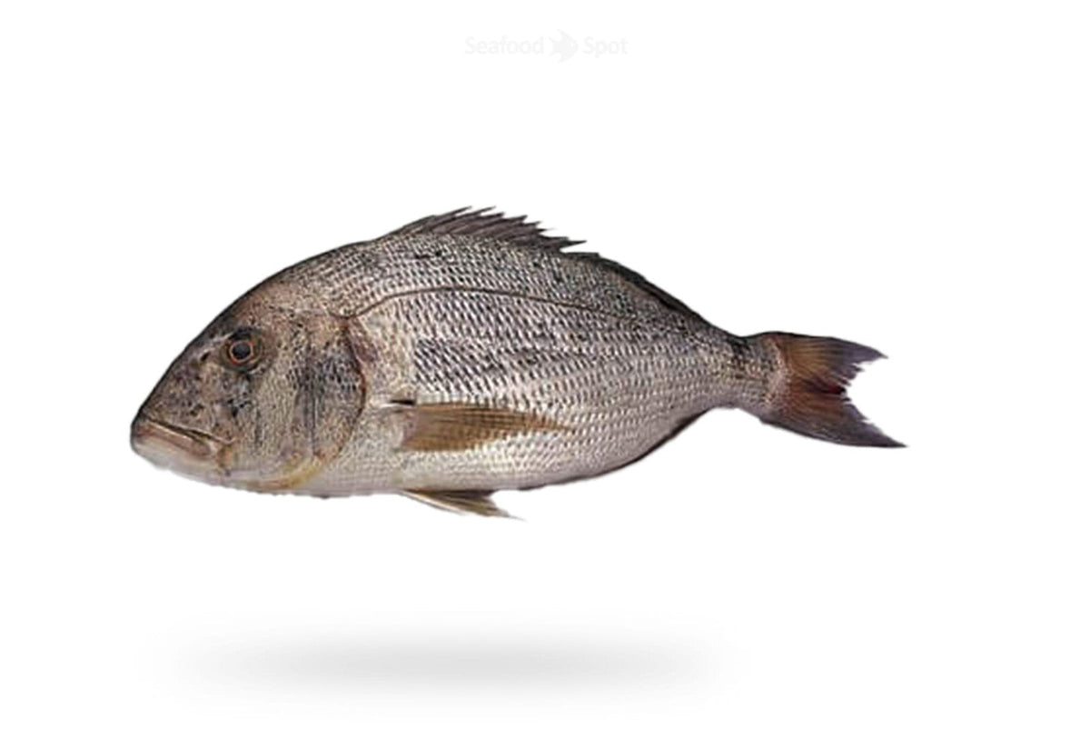 Dentex (Daathi) - Seafood Spot