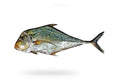 Diamond Trevally (Pattal) - Seafood Spot