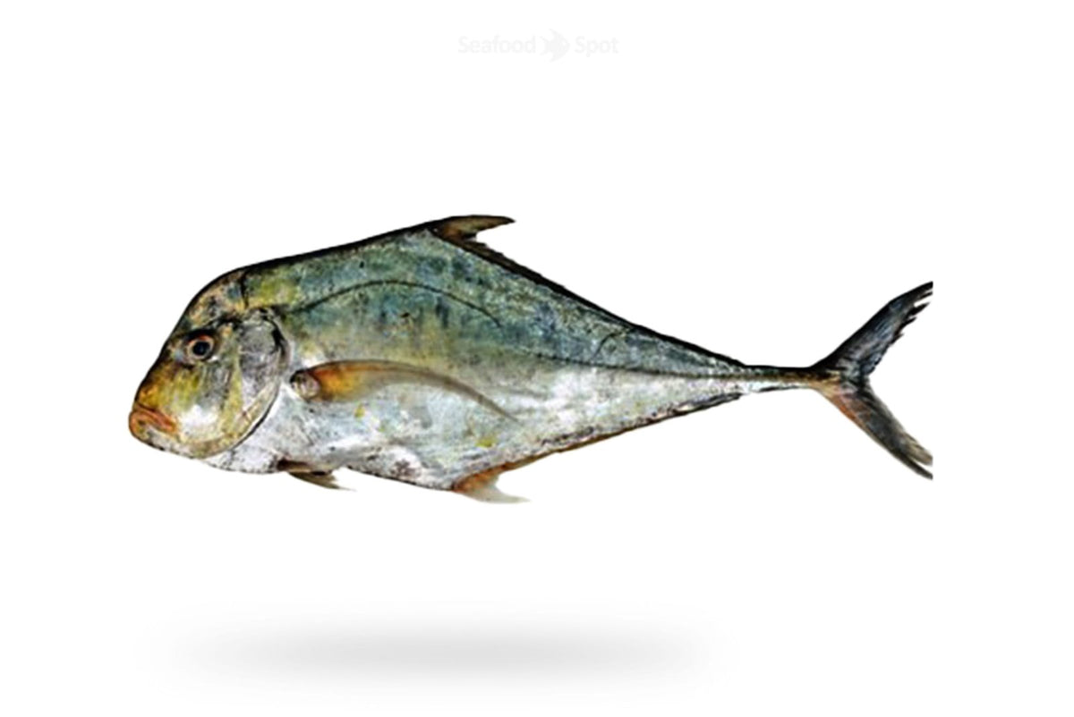 Diamond Trevally (Pattal) - Seafood Spot