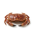 Dungeness Crab (Kekra Sartan) - Seafood Spot