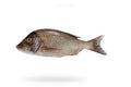 Emperor (Mulla) - Seafood Spot