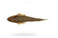 Flathead (Kukkar) - Seafood Spot