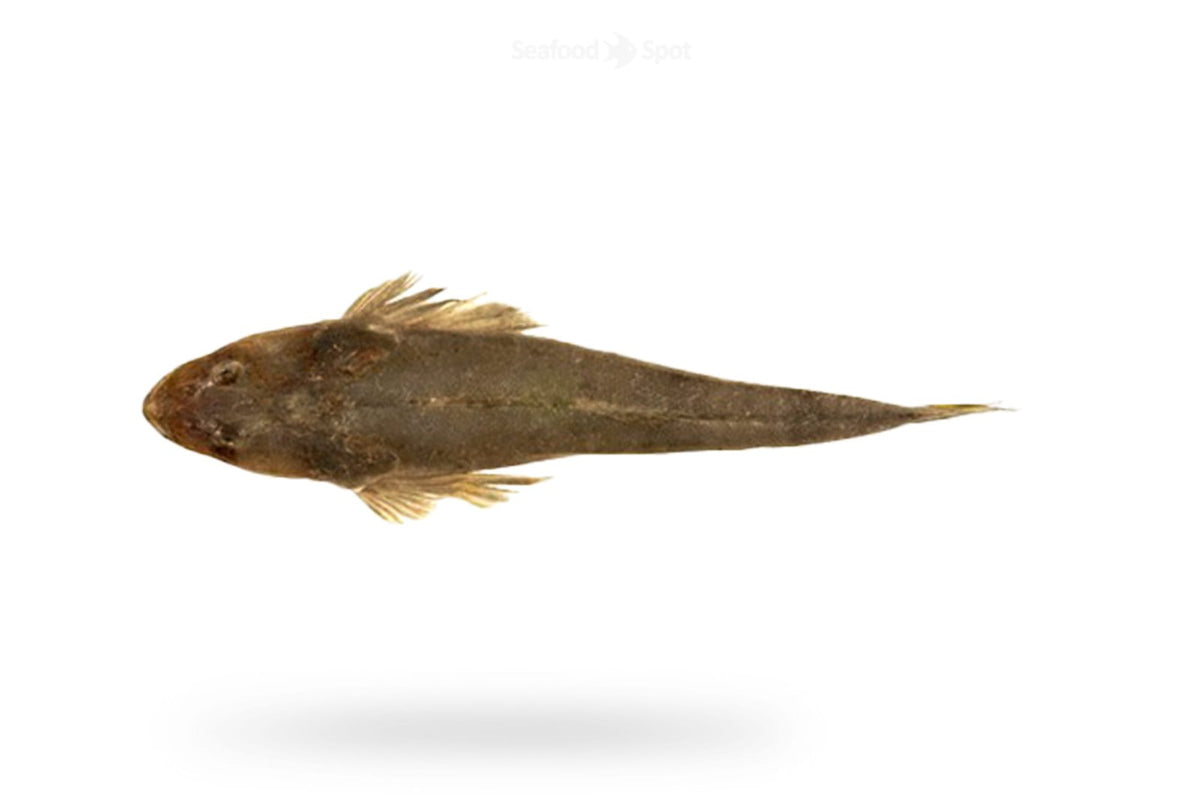 Flathead (Kukkar) - Seafood Spot