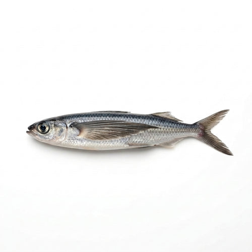 Fresh fish from Seafood Spot