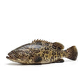 Giant Grouper (Ghissar) - whole uncleaned - Seafood Spot