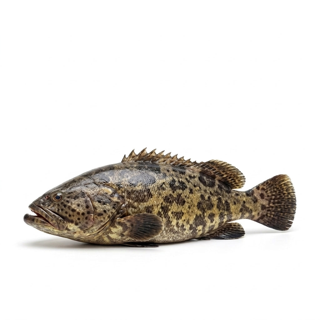 Giant Grouper (Ghissar) - whole uncleaned - Seafood Spot
