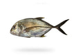Giant Trevally (Patal) - Seafood Spot