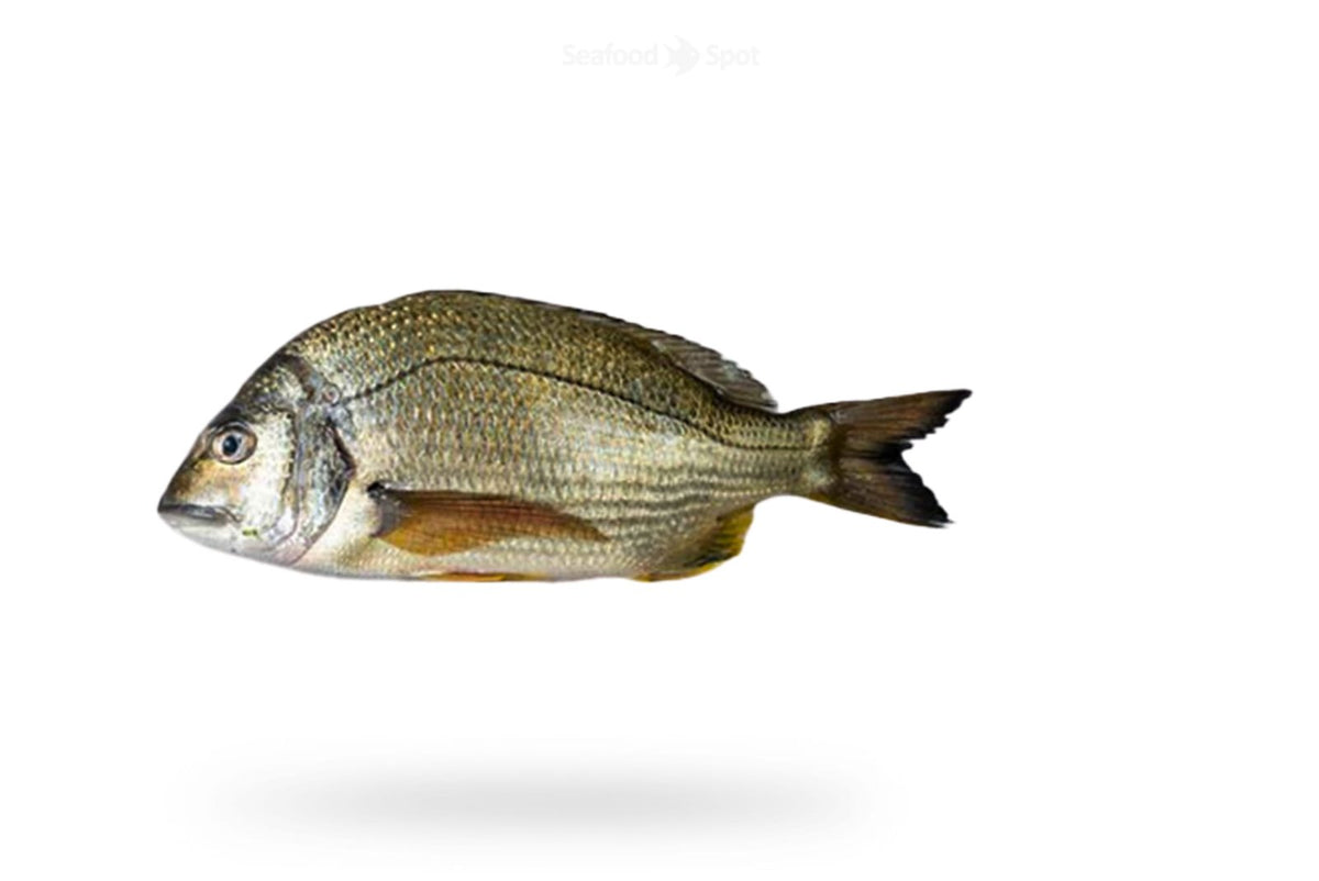 Goldline Bream (Kapartan) - Seafood Spot