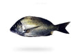 Goldsilk Bream (Kala Dandia) - Seafood Spot