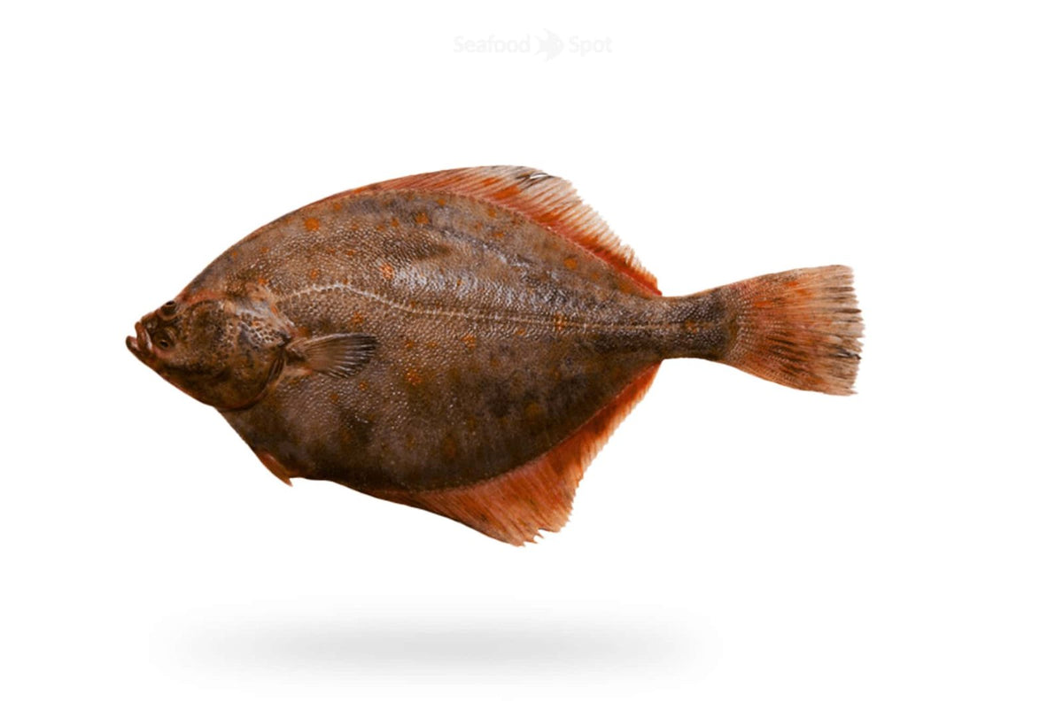 Halibut (Hajjam) - Seafood Spot