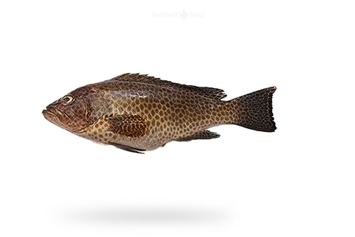 Hamour (Ghissar) - Seafood Spot