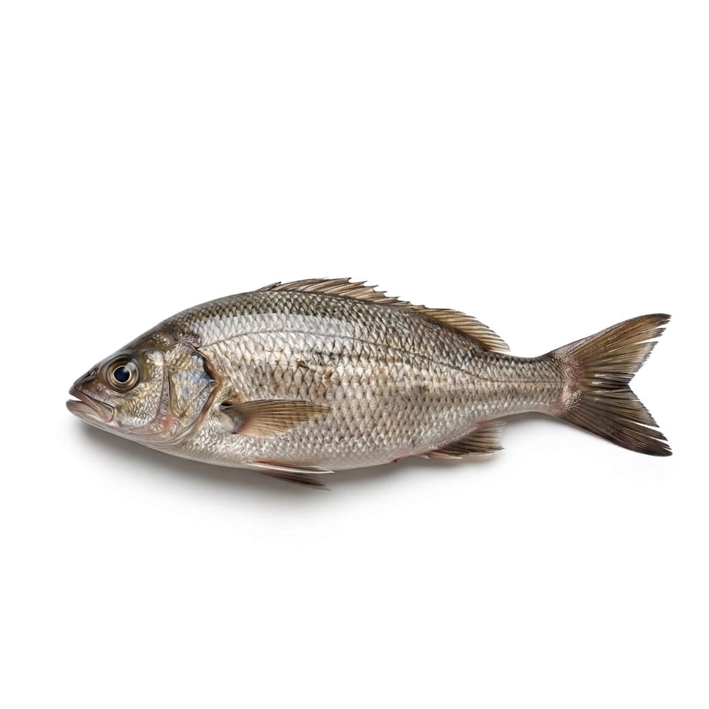 Hilsa Fish (Palla Machli) - whole uncleaned - Seafood Spot
