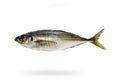 Horse Mackerel (Kawwa) - Seafood Spot