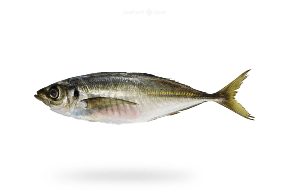 Horse Mackerel (Kawwa) - Seafood Spot